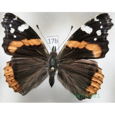 Vanessa atalanta (Linnaeus, 1758) Czech17b
